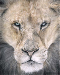 Close-up of a lion's face with detailed fur and expression