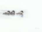 Three ducklings swimming together on a calm water surface