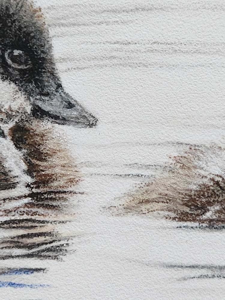 'Room to Breathe' Duckling Fine Art Print image 1