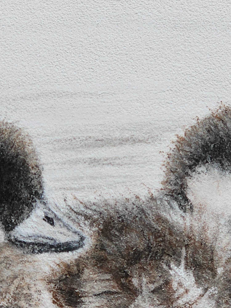 'Room to Breathe' Duckling Fine Art Print image 4