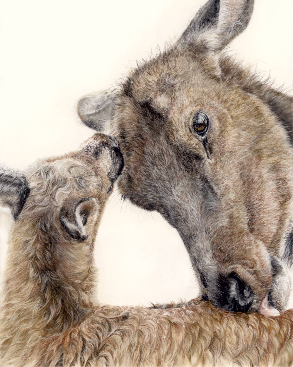 Elk Fine Art Print 'I'll Love You Forever' image 2