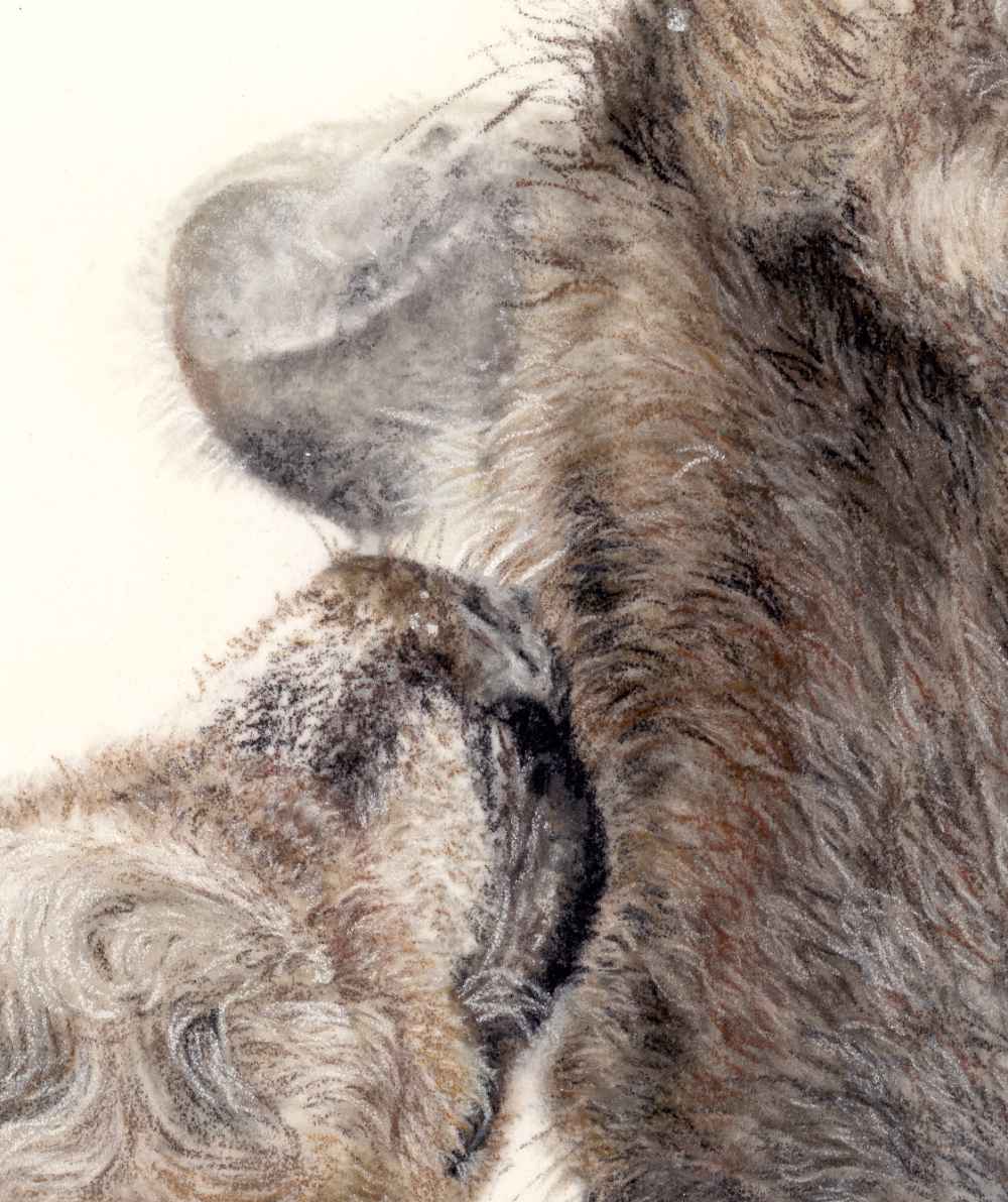 Elk Fine Art Print 'I'll Love You Forever' image 3