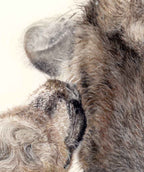 Elk Fine Art Print 'I'll Love You Forever' image 3