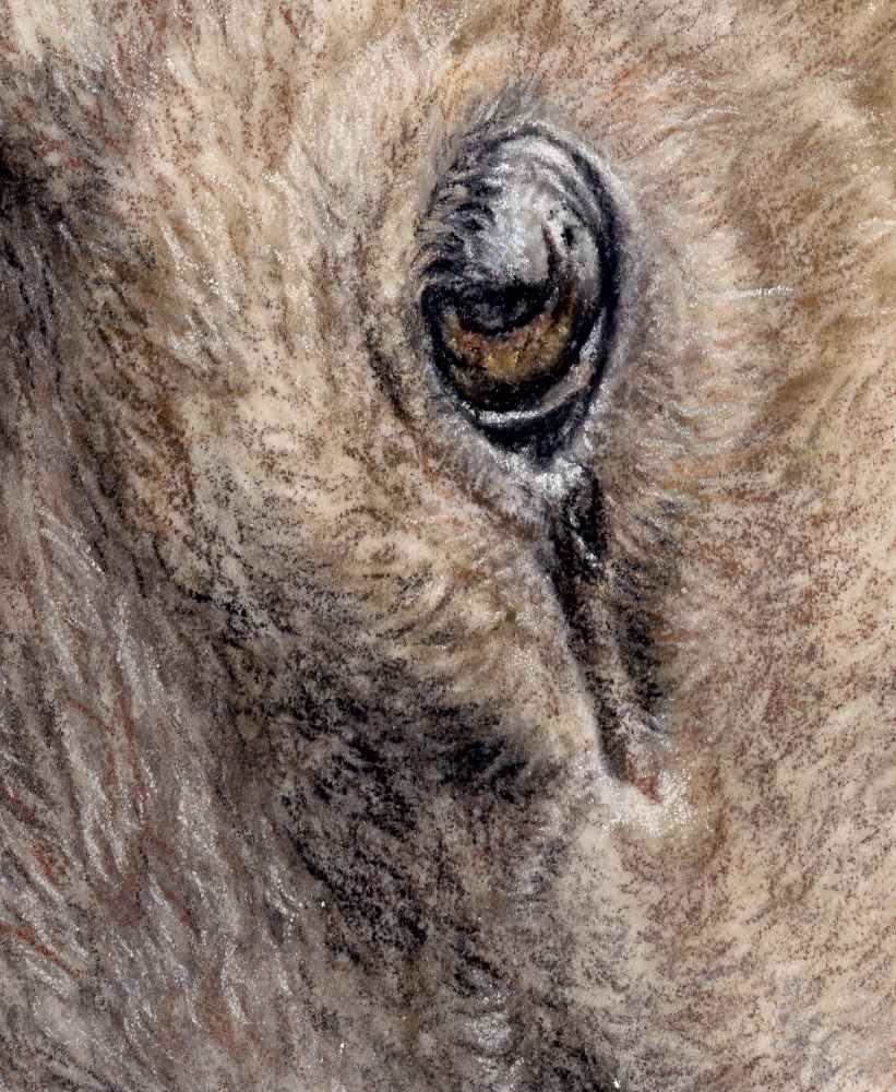 Elk Fine Art Print 'I'll Love You Forever' image 6