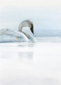 'First Light' Swan Fine Art Print image 1