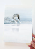 'First Light' Swan Fine Art Print image 0