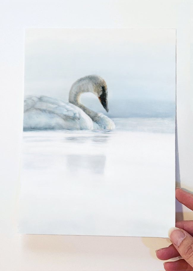 'First Light' Swan Fine Art Print image 0