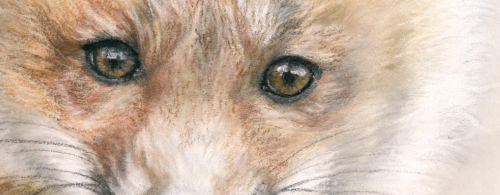 'Curiosity' fox kit artwork close up