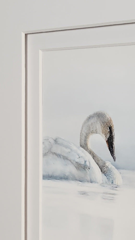 Swan in water with a double white matting 