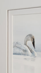 Swan in water with a double white matting 