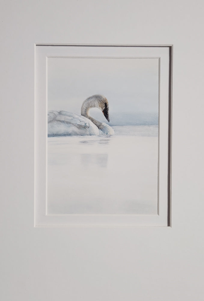Framed artwork of a swan with white double matting 