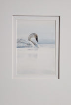Framed artwork of a swan with white double matting 