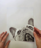 French Bulldog Fine Art Giclee Print "I See You" image 0