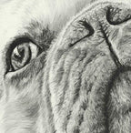 French Bulldog Fine Art Giclee Print "I See You" image 5