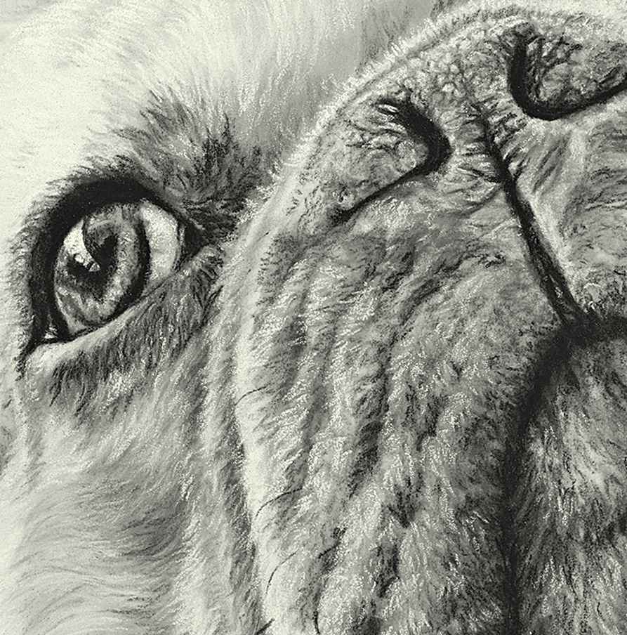 French Bulldog Fine Art Giclee Print "I See You" image 5