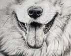 Close-up of a dog's face with a detailed pastel pencil drawing style.