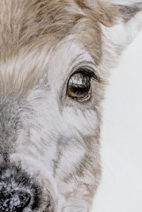 Close-up of a deer's face on a white background