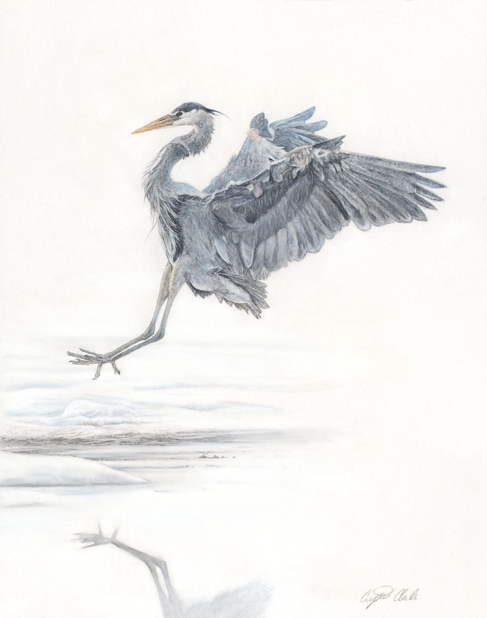 'The Art of Landing' Heron Fine Art Print image 1