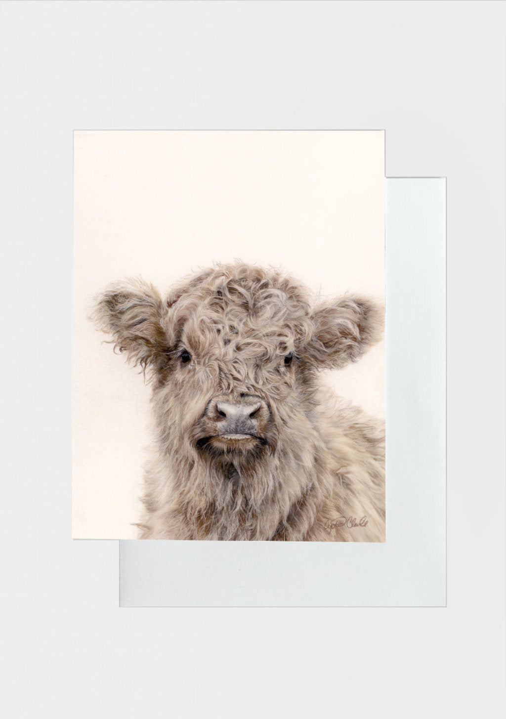 Greeting card featuring drawing by Crystal Clarke of a highland calf