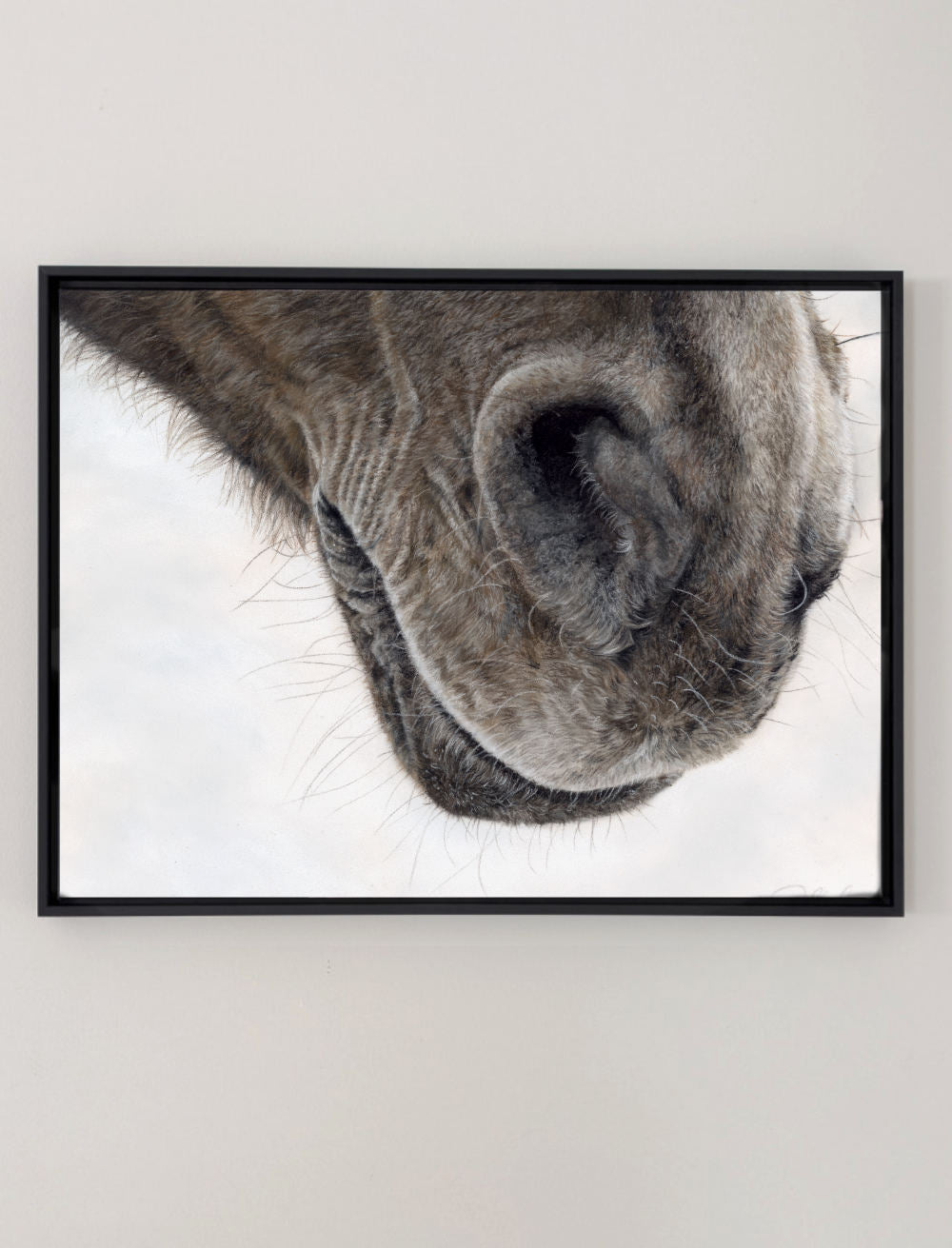 A framed canvas print of a horse's nose, drawn from Crystal Clarke 