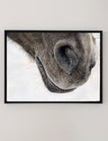 A framed canvas print of a horse's nose, drawn from Crystal Clarke 