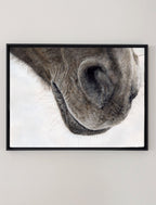 A framed canvas print of a horse's nose, drawn from Crystal Clarke 