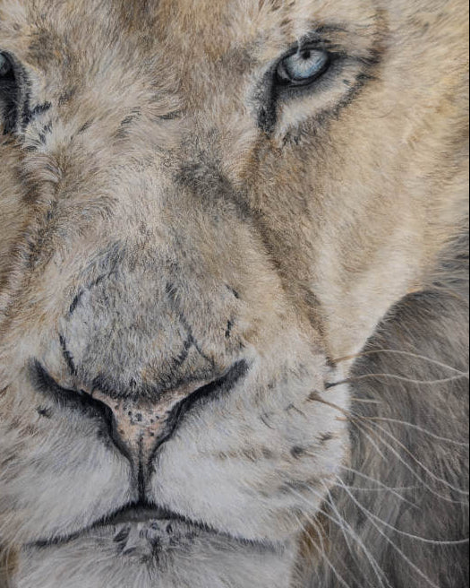 drawing of a lion 