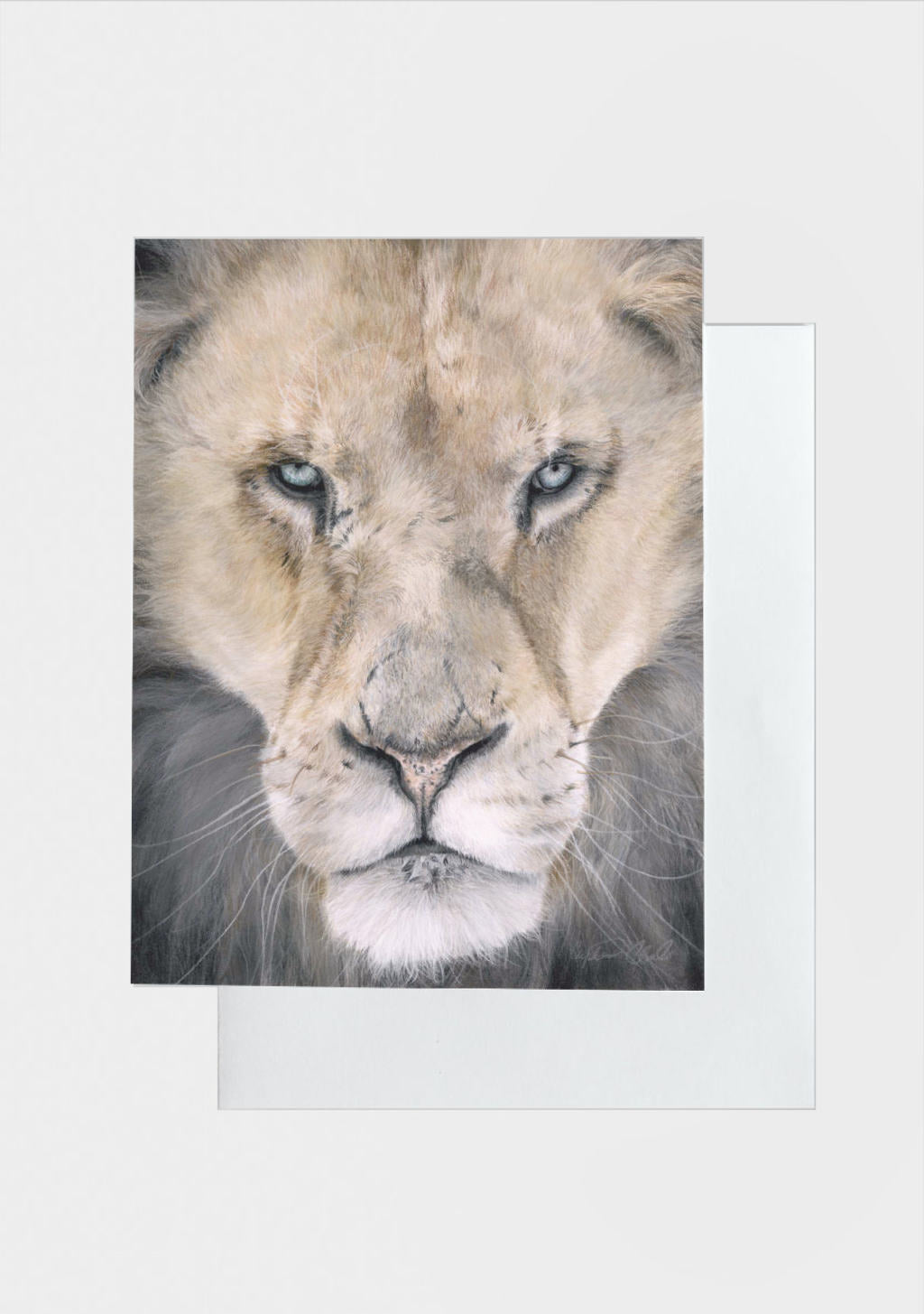 Drawing of a close-up of a lion's face with a white border