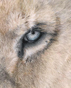 Close-up of a lion's eye with detailed fur texture