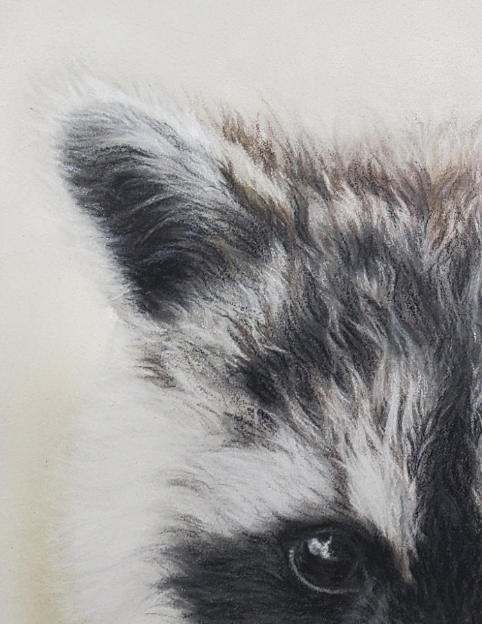 'Little Bandit' Raccoon Fine Art Giclee Print image 3
