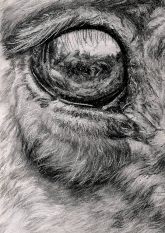 Close-up of a horse's eye with detailed fur texture