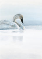 Swan swimming on a calm body of water with a blurred background drawn in pastel