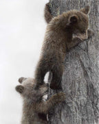 Two bear cubs climbing a tree with a white background artwork by Crystal Clarke 