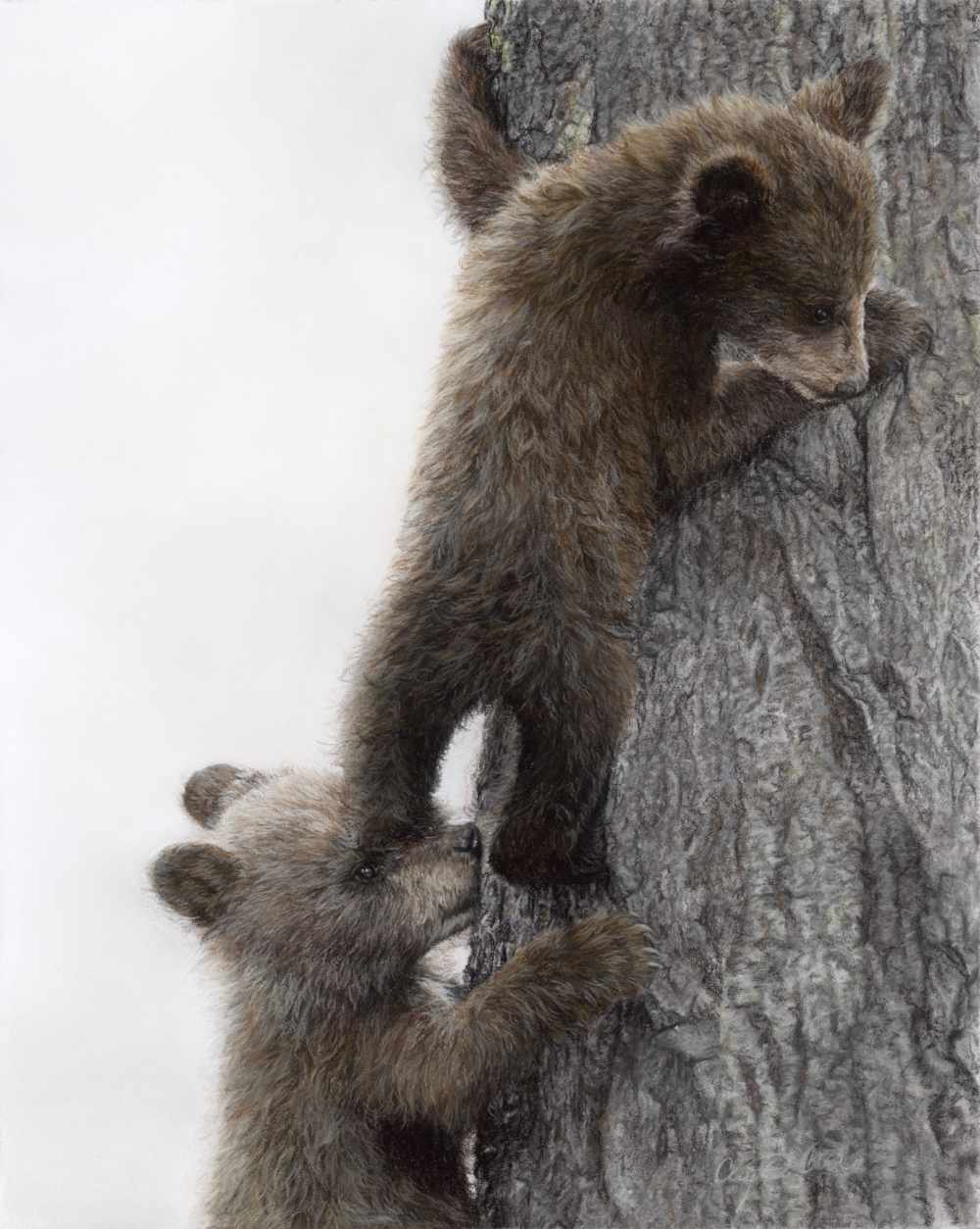 Two bear cubs climbing a tree with a white background artwork by Crystal Clarke 