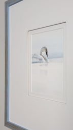 Framed artwork of a swan on water with a white background