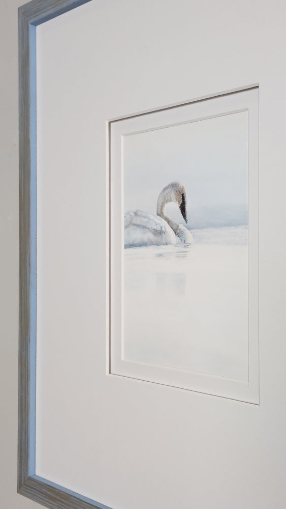 Framed artwork of a swan on water with a white background