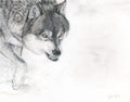 Pastel drawing of a wolf in a dynamic pose on a white background
