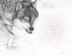 Pastel drawing of a wolf in a dynamic pose on a white background