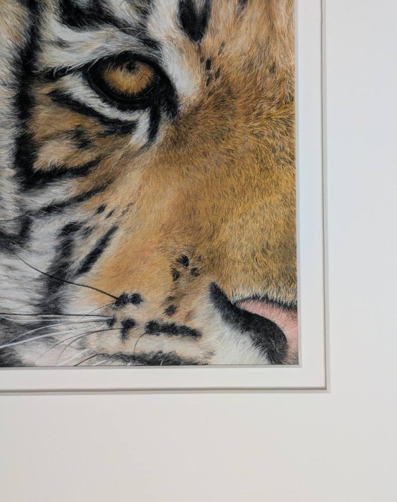 Close-up of a tiger's face with a white border