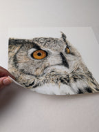 Close-up of an owl's face on a white background