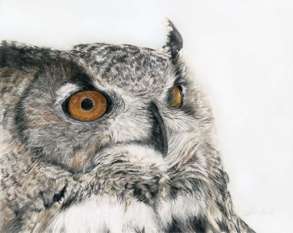 Close-up of an owl's face with detailed feathers and orange eyes on a white background