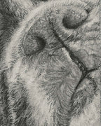 Pastel boxer dog drawing detailed close up