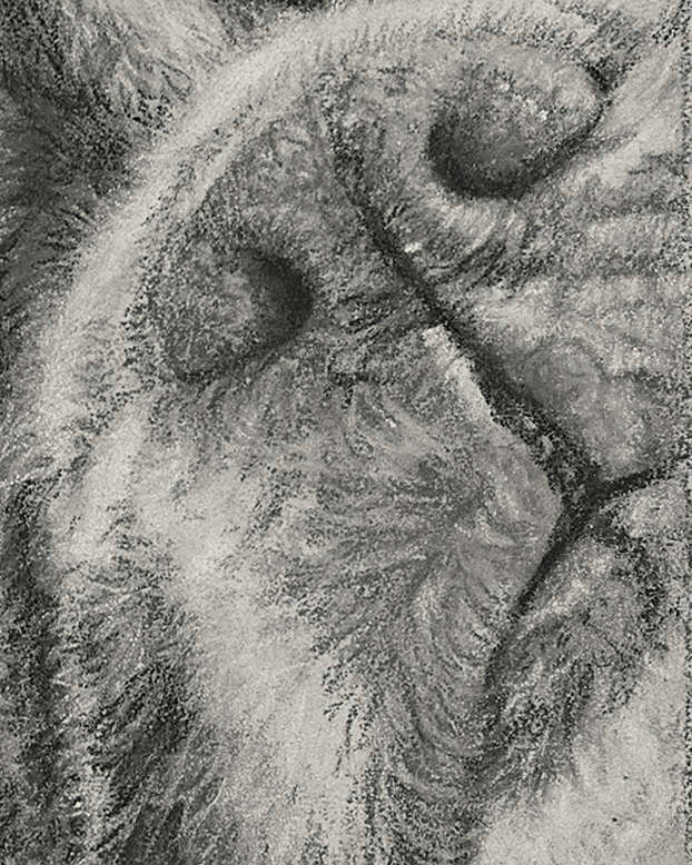 Pastel boxer dog drawing detailed close up
