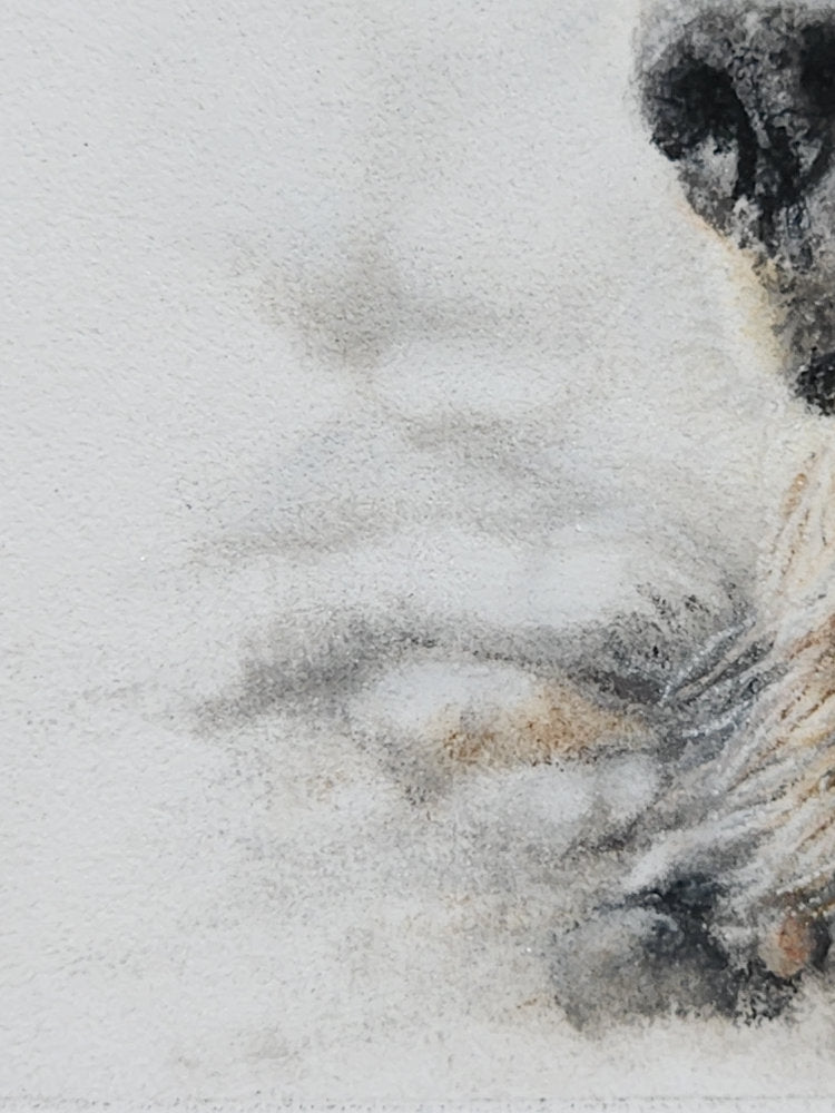 'Poppa Bear' Grizzly Fine Art Print image 2