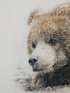 'Poppa Bear' Grizzly Fine Art Print image 3