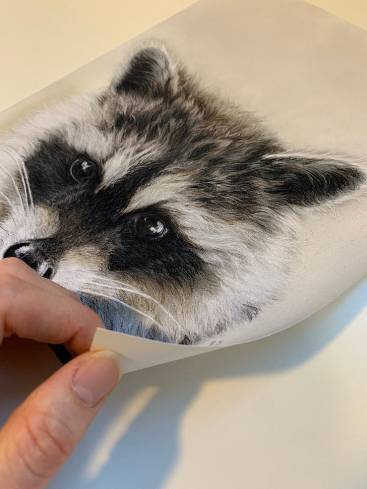 'Little Bandit' Raccoon Fine Art Giclee Print image 7