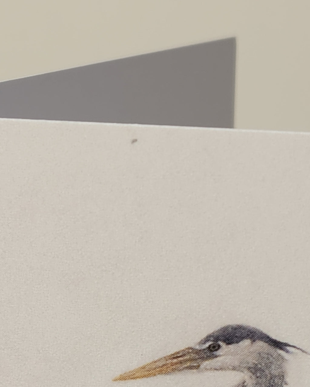 Close-up of a heron's head for greeting card 