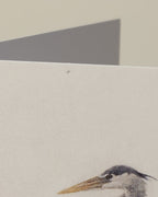 Close-up of a heron's head for greeting card 