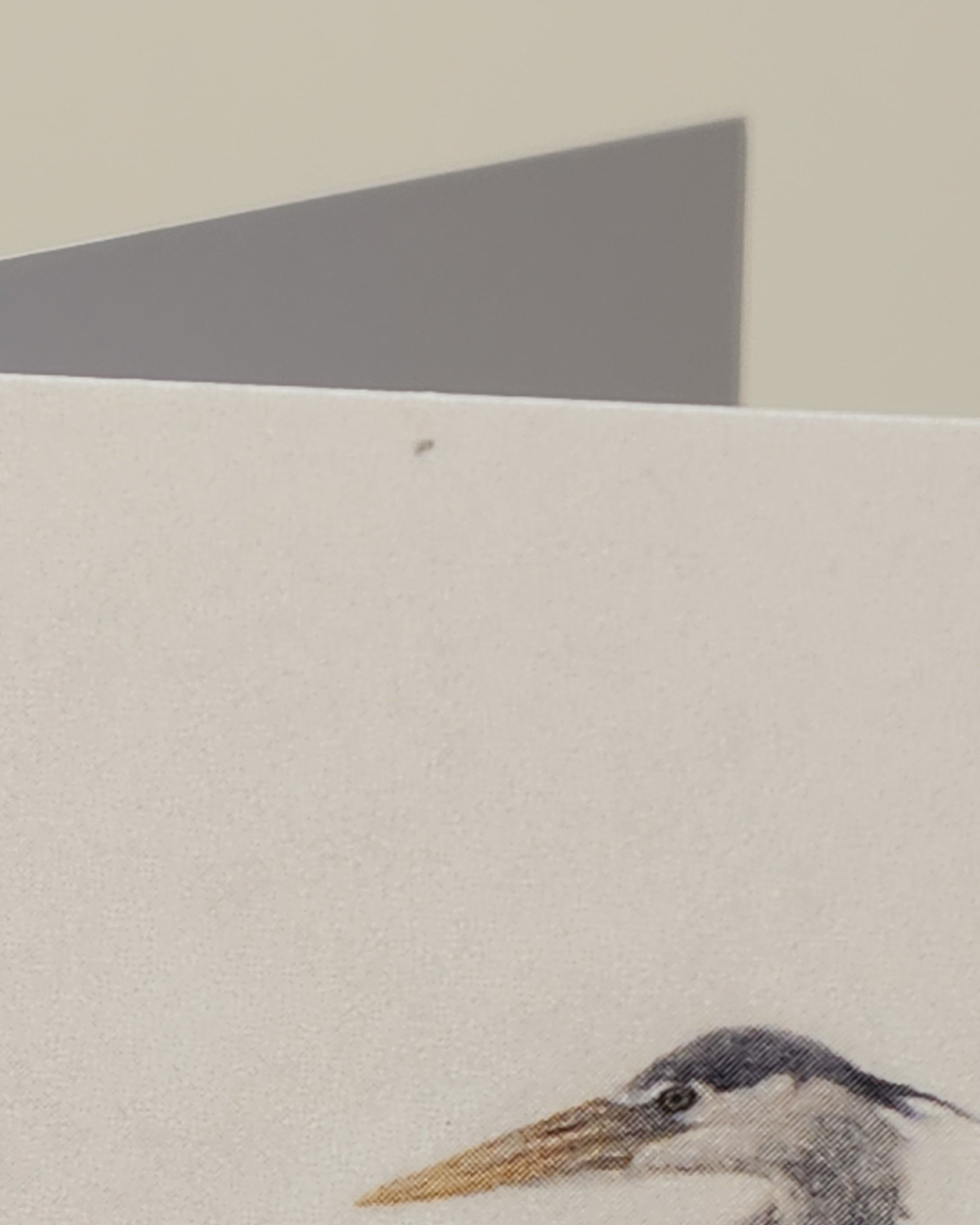 Close-up of a heron's head for greeting card 