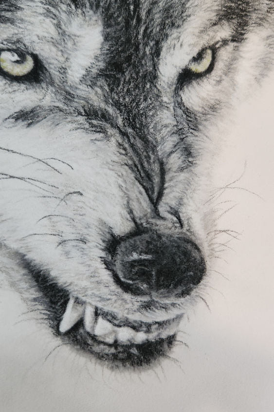 Close-up of a wolf's face with detailed pencil work on a white background